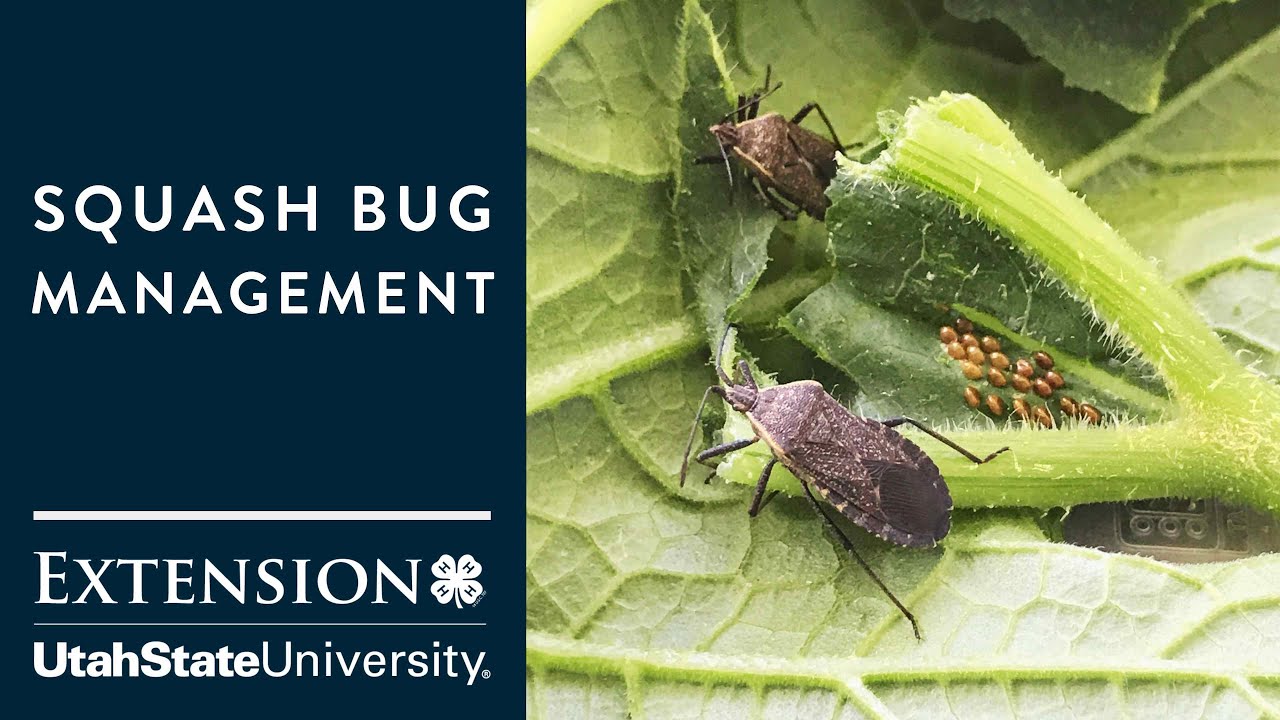 squash bug nymph vs adult