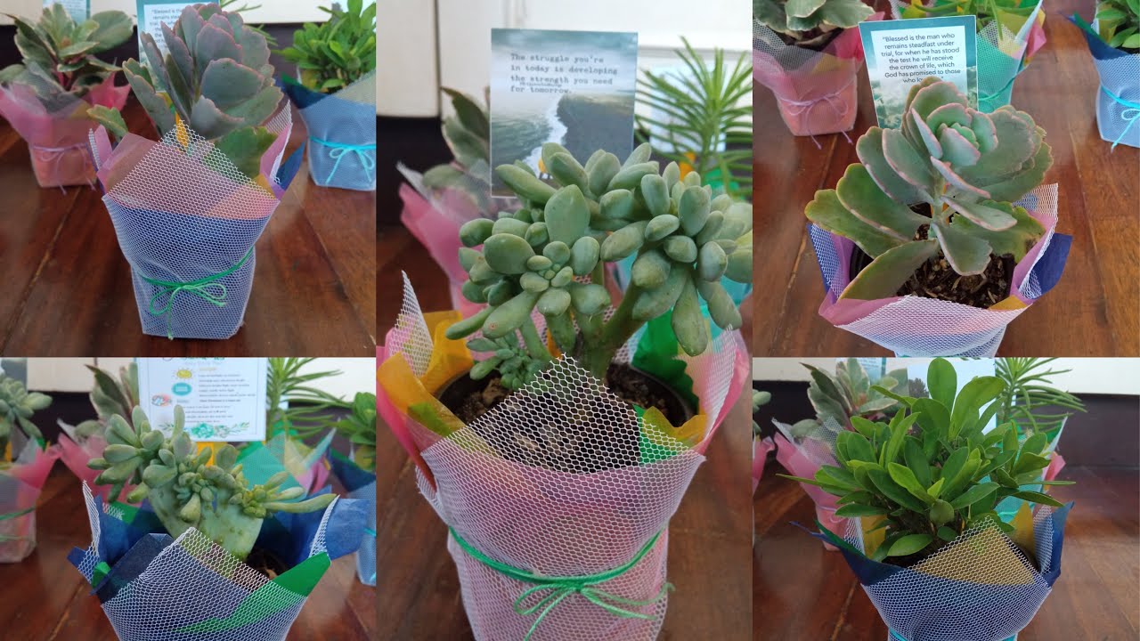 succulent gift wrap