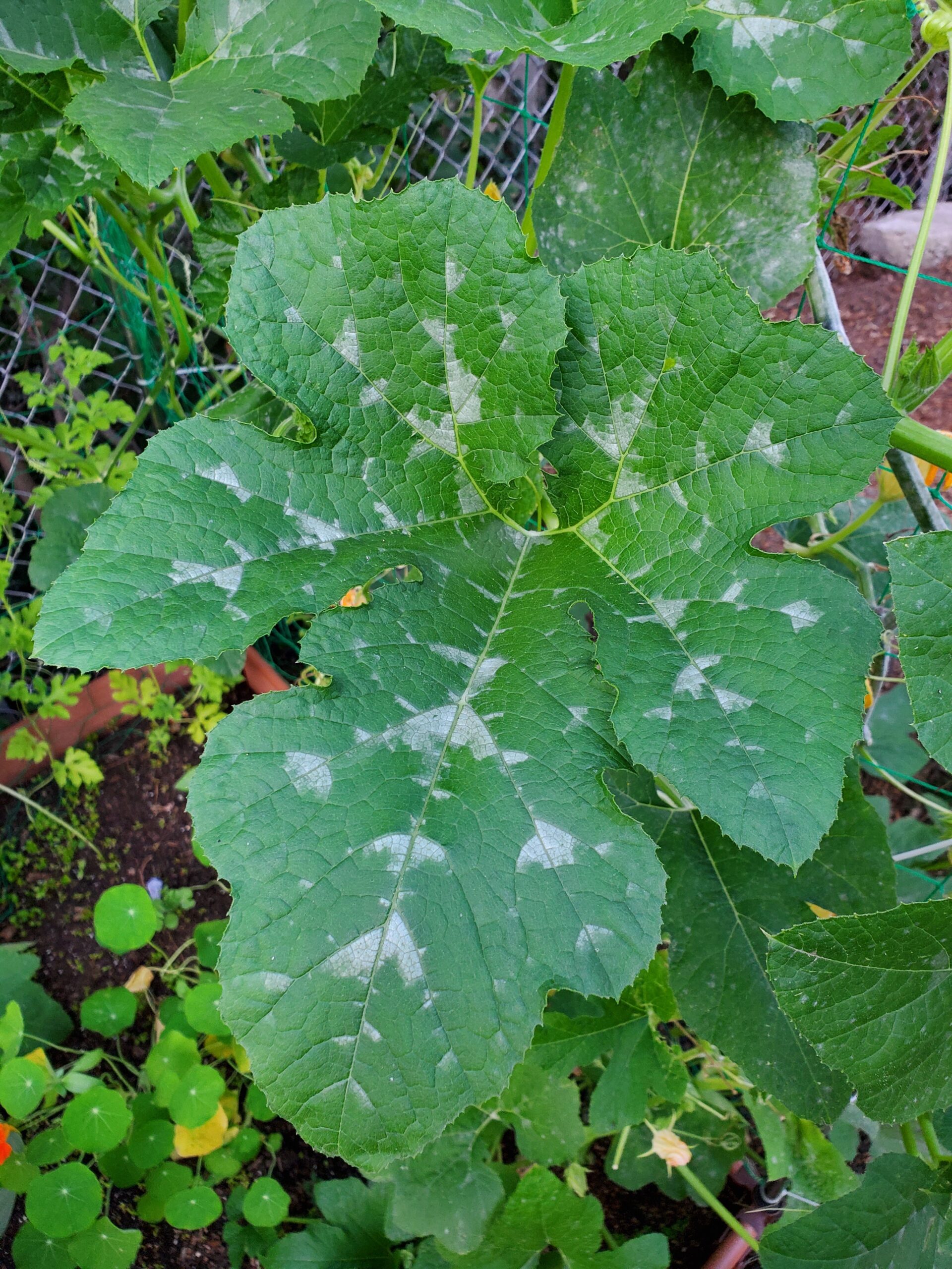 sunburn pumpkin leaves