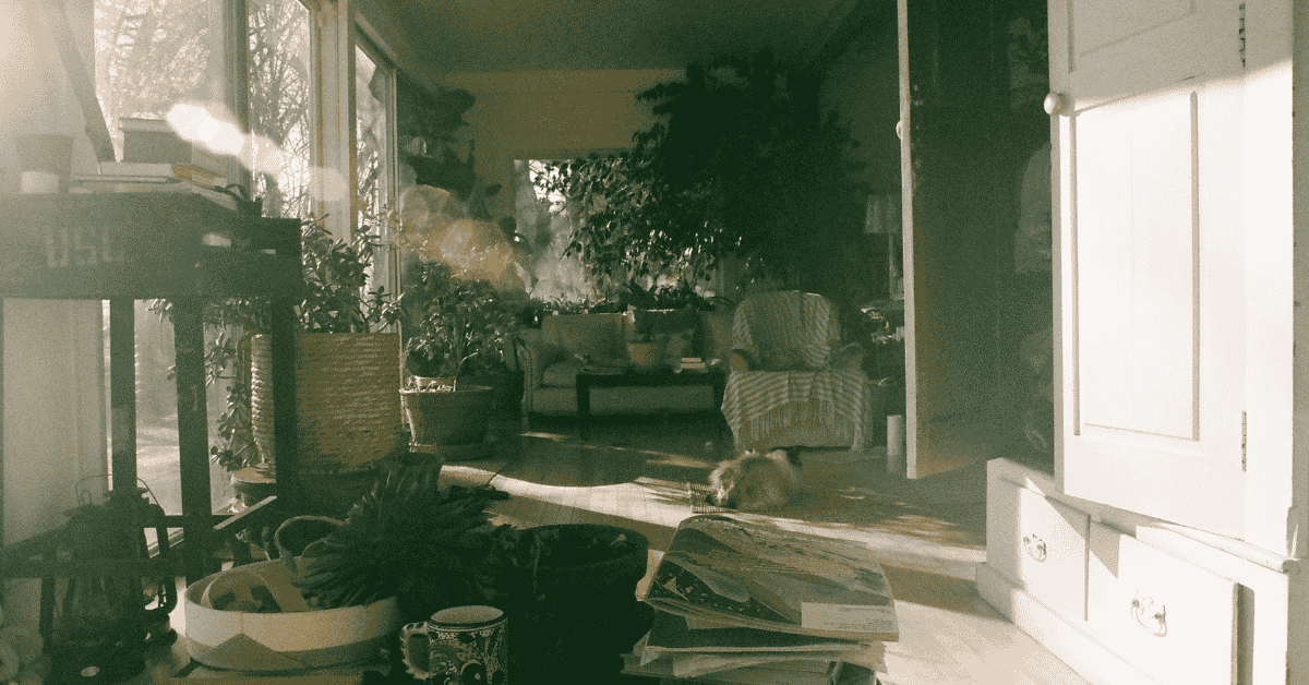 sunlight measurement for container gardening