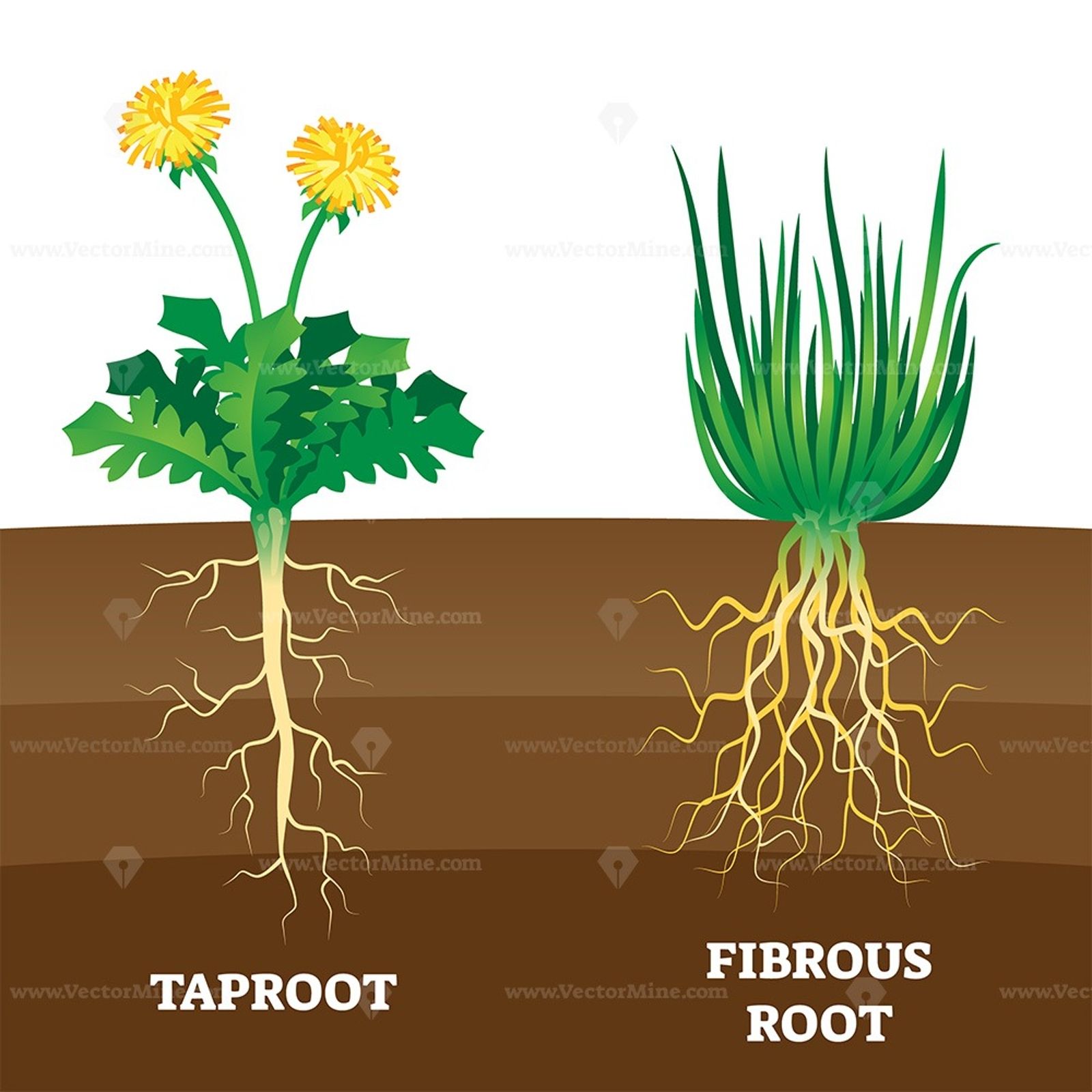 taproot development
