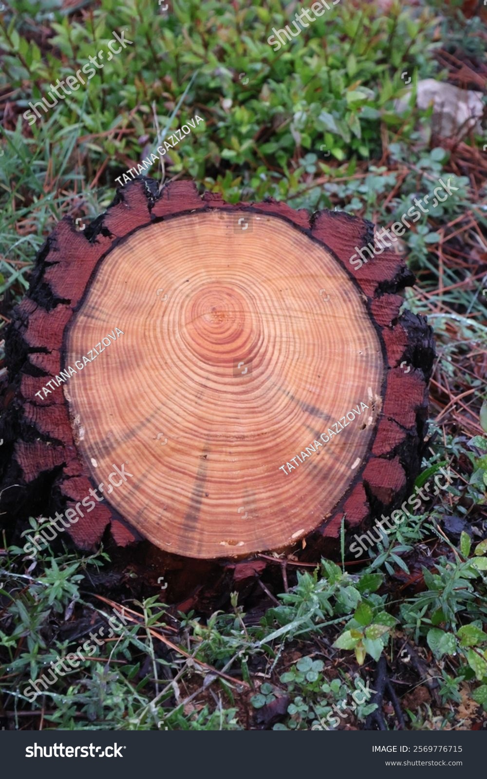 tree stump cross section rings