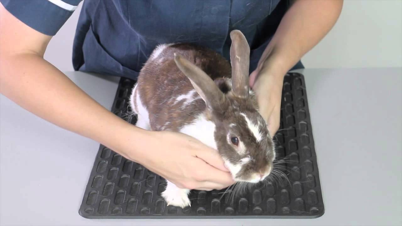 veterinarian examining small animal