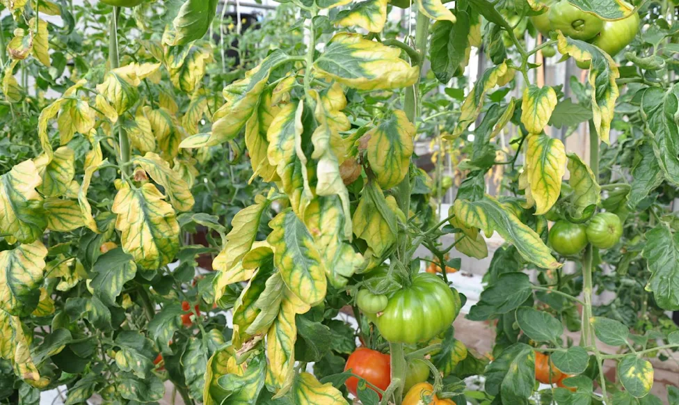 What are common problems with indoor vegetables?