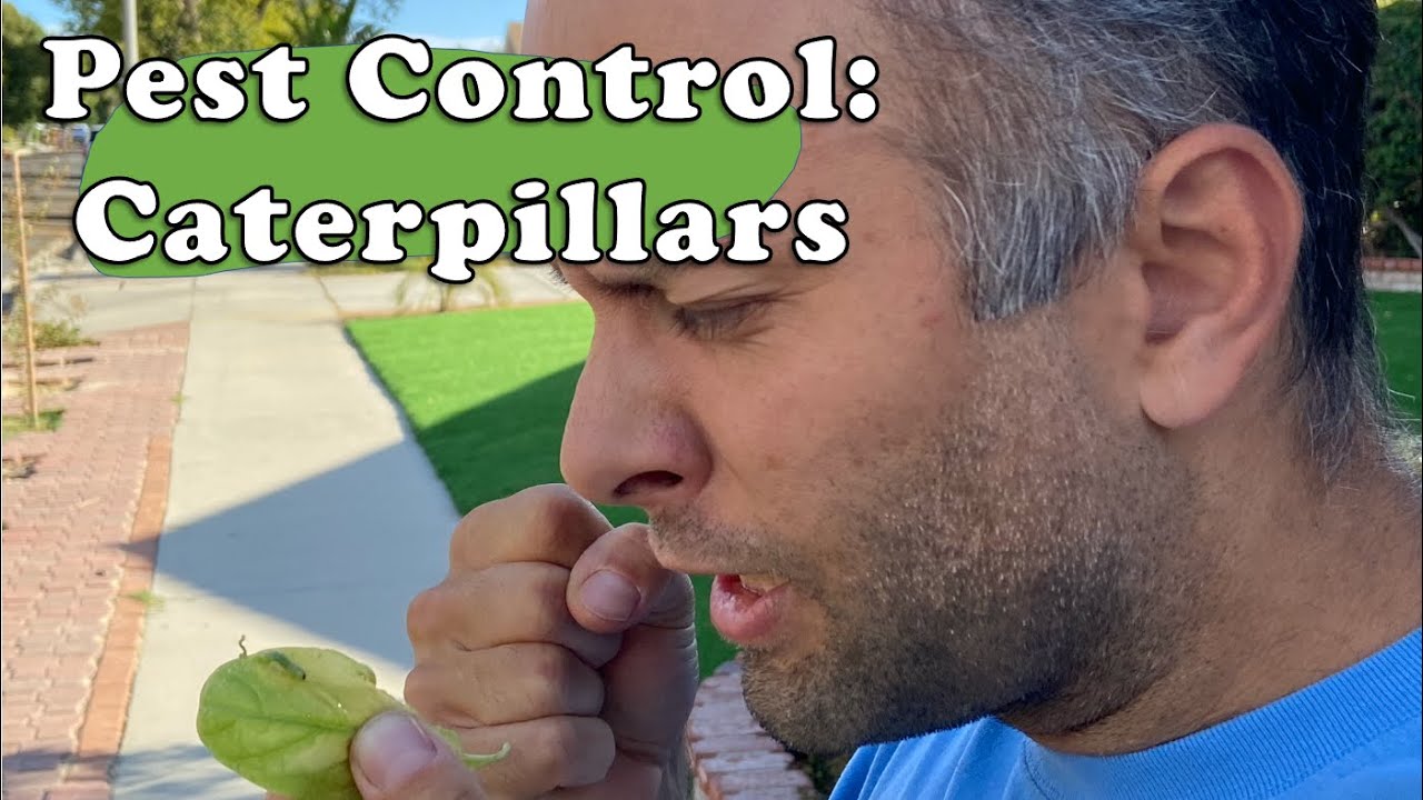 what causes holes in basil leaves