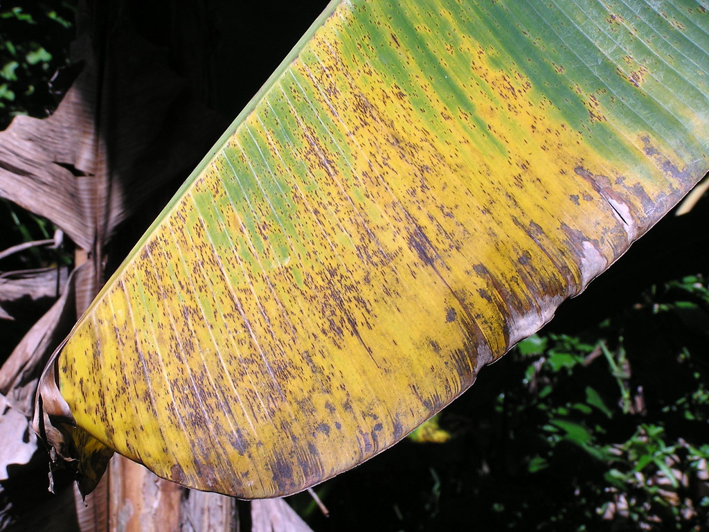 Yellow Sigatoka fungal spot