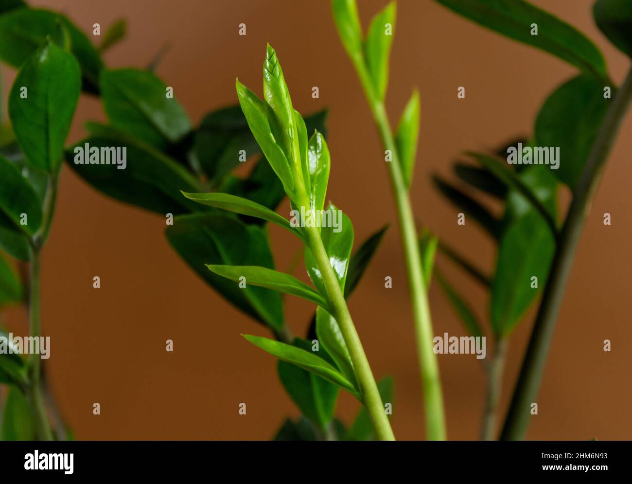 zz plant curled leaves
